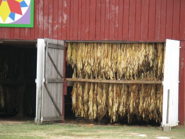 Tobacco Drying Barn