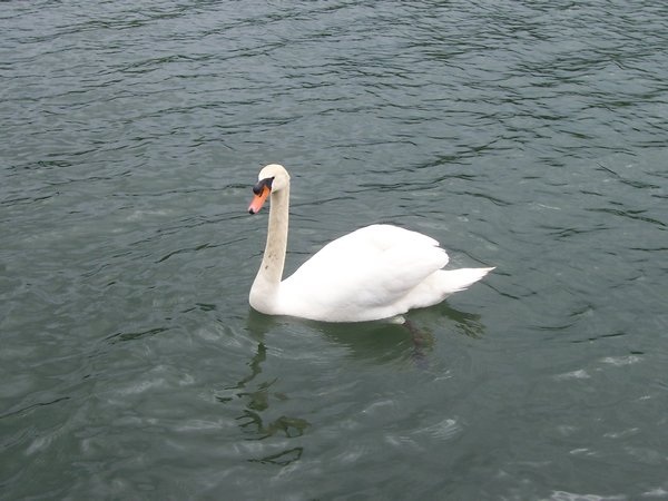 Friendly Swan
