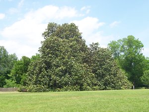 Largest Magnolia Tree in AR Planted in 1839