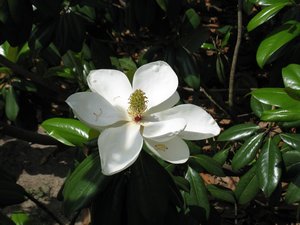 Magnolias Were iN Bloom