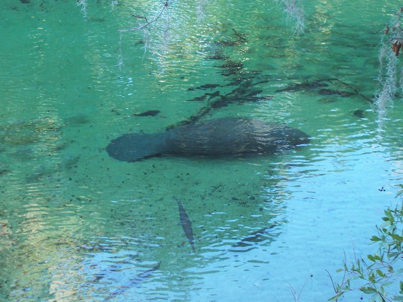 Manatee in Water From Hot Spring