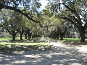 Spectacular ??? Approach To Boone Hall Plantation