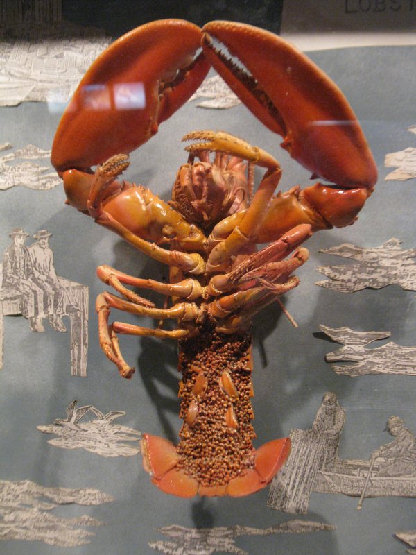 A Female Lobster “In Berry” - Note The Eggs Under Her Tail