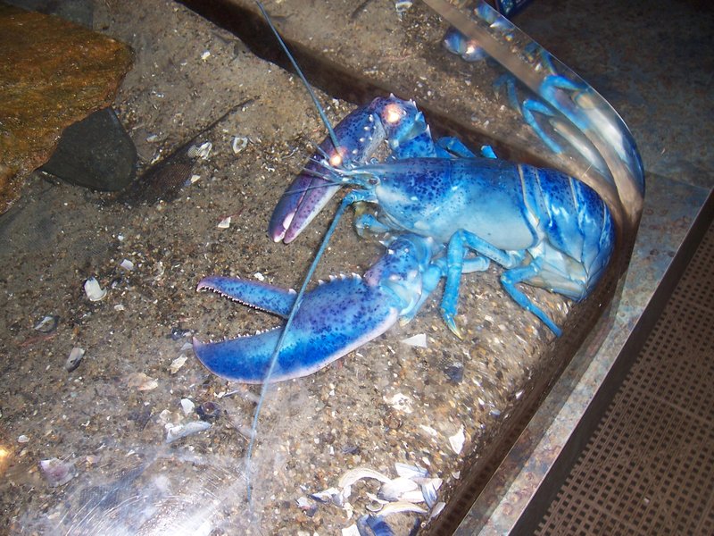 Sing It Elvis, "I'll Have Some Blue Lobster For Christmas..."