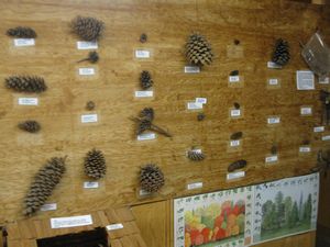 Pine Cones From A Variety Of local Conifers