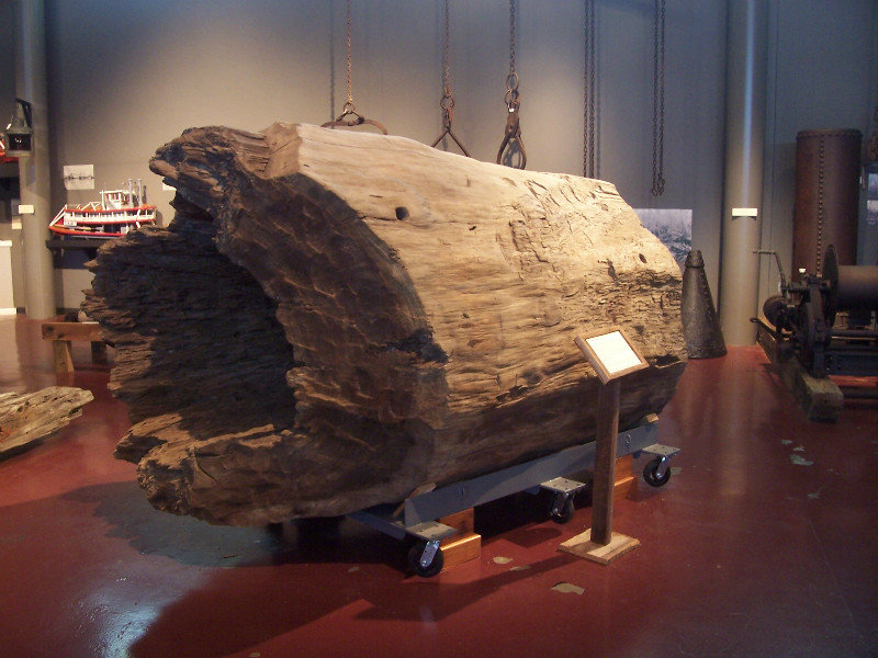Hollow 800 Year-Old Cypress Log