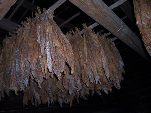 Sticks Of Tobacco Being Cured