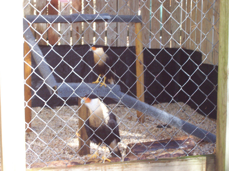 The Crested Caracara Might Be The Prettiest Of The Predatory Birds