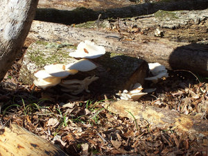 And Some Neat Fungi