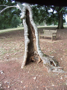 Now Is This A Cool Tree Trunk Or What?