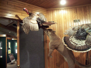 The Turkey Says, “Oh No!,” While The Cougar Says, “Yum, Yum!”