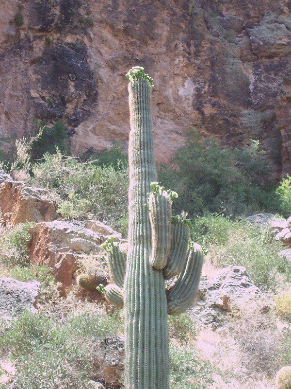 As Were The Saguaro – My Favorite