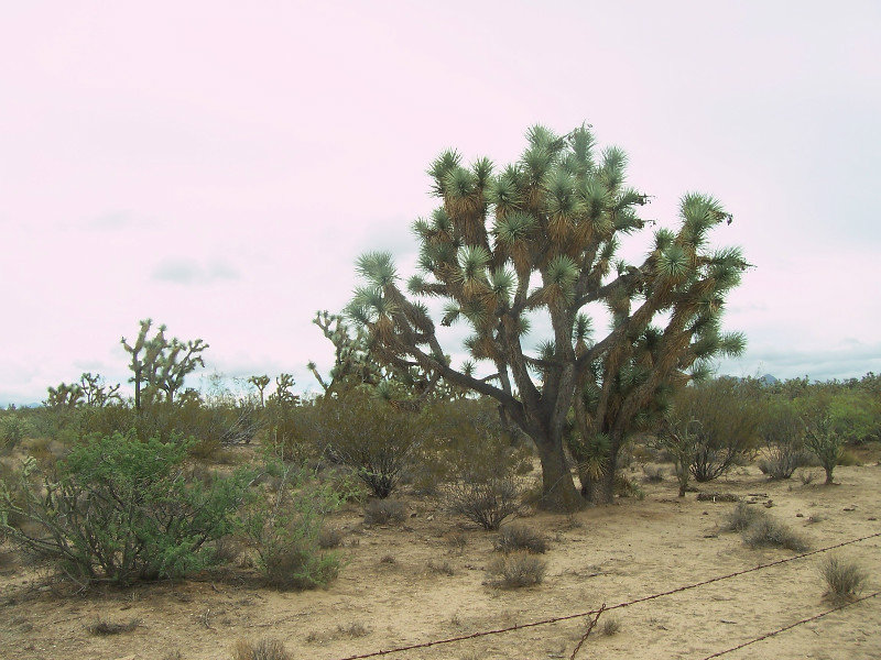 It Turns Out That This, Indeed, Is A Joshua Tree