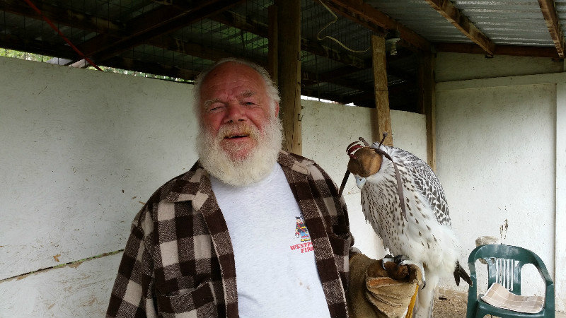 Jack With A Young Peregrine Falcon Recently Removed From Mother’s Enclosure