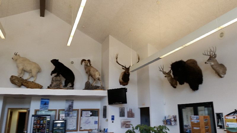 Numerous Mounts Of Native Animals Adorn The Visitor Center