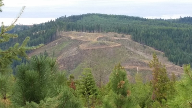 Soon These Clear Cut Areas Will Be Reforested