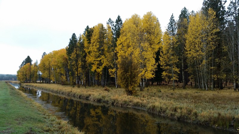 The “Trees With The White Bark” (Birch or Aspen By Most Accounts) Put On An Early Show