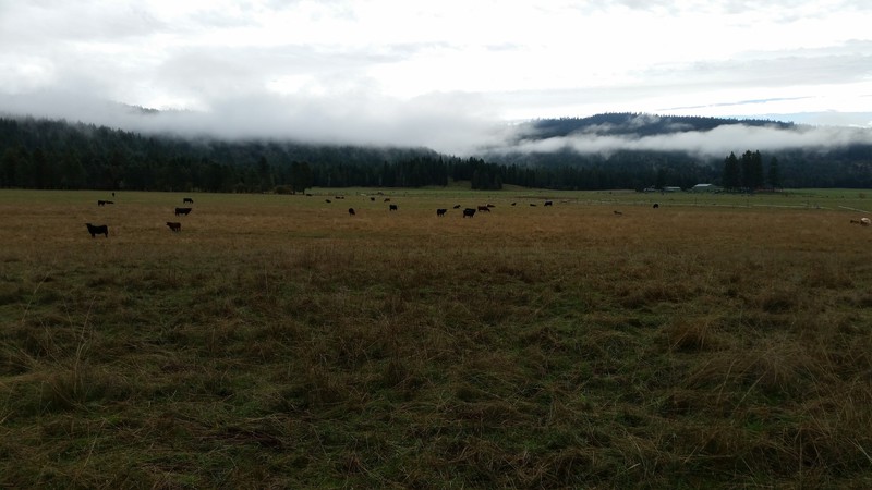 The Cows Don’t Care If Clouds Are Hanging Over The Hills