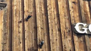 The Woodpeckers Are Having A Field Day … Termites???