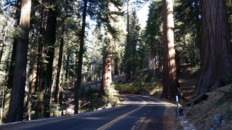 Sequoias!!!