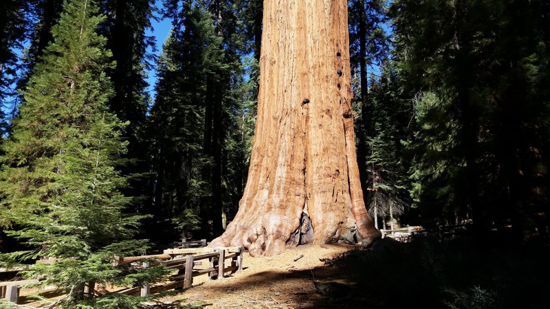 The Base Of The General Sherman Tree