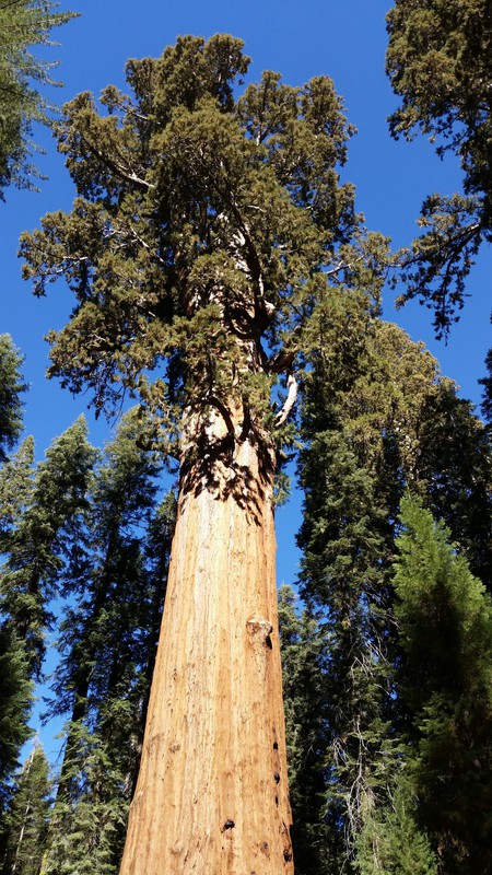 All Giant Sequoias, Including General Sherman, Have Limbs In The Upper Reaches