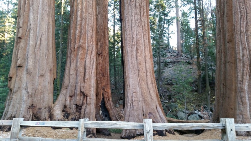 A “Clump” Of Giant Sequoias