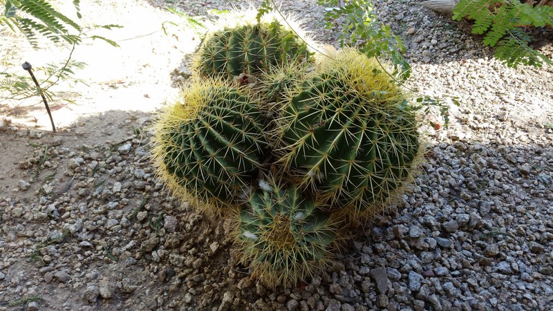 Interesting Cacti Are Scattered Throughout
