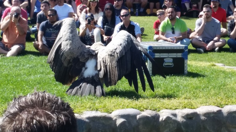 The Falconry Show Was Entertaining As Well As Educational