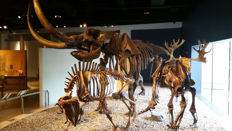 The Collection Of Dinosaur Skeletons Is Interesting