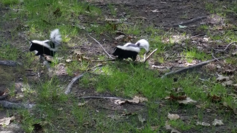 I Don’t Know When Skunks Become Odoriferously  Potent But They Seemed Content And I Was Surely Was Hoping … 