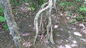 This Interesting Tree Root Caught My Attention