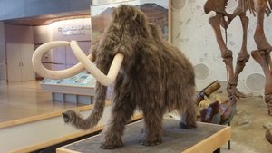 The First Time I’ve Seen A Scale Model Of A Wooly Mammoth