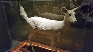 The Knudsen White Deer That Proved To Be Quite Controversial