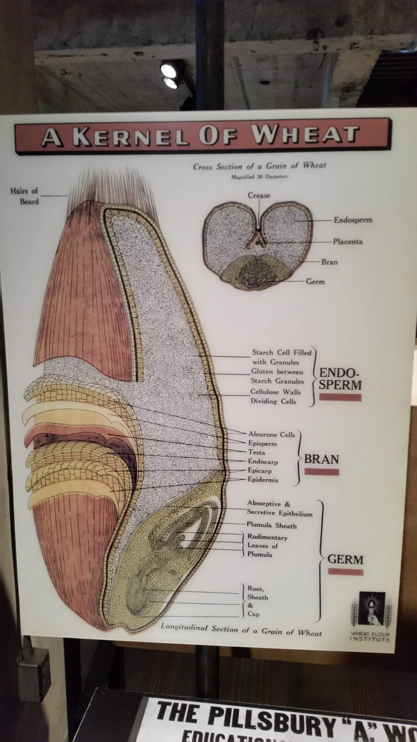 The Anatomy Of A Wheat Kernel | Photo