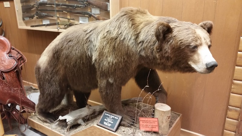 Other Species Are Not Forgotten – A 9 ½ Foot Alaskan Brown Bear