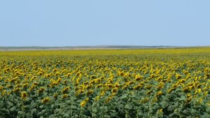 The Rosa Arkansana Is The North Dakota State Flower, But It Could Have Been The Sunflower