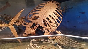 The Skeleton Of A Ruler (Sea) Turtle