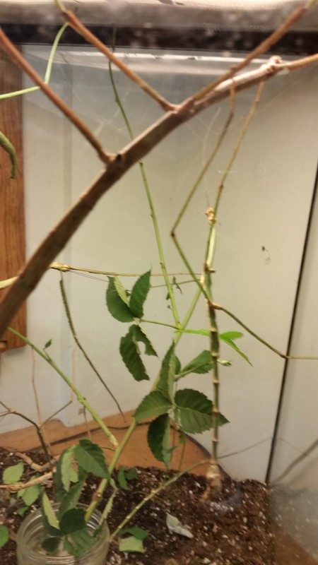 Walking Sticks Are Another Really Cool Critter