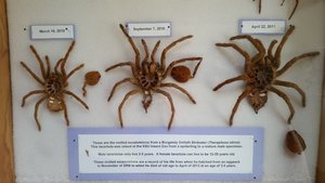 The Final Three Molted Exoskeletons Of A Burgundy Goliath Birdeater Tarantula That Was Born And Died In The Facility