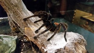 Tarantulas Are Just Plain Cool – This, The Green Bottle Blue