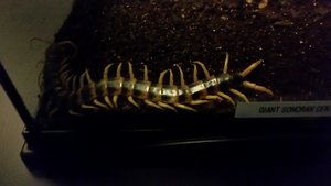 The Giant Sonoran Centipede Would Probably Produce A Nasty Bite