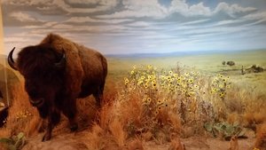 What Would A State Museum In The Great Plain Be Without A Bison