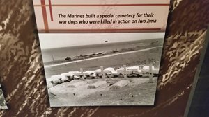 Marines Built A Special Cemetery For The Dogs That Were Killed On Iwo Jima