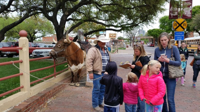 Waiting To Spend Mommy’s Money For A Picture Atop A Genuine Texas Longhorn Steer