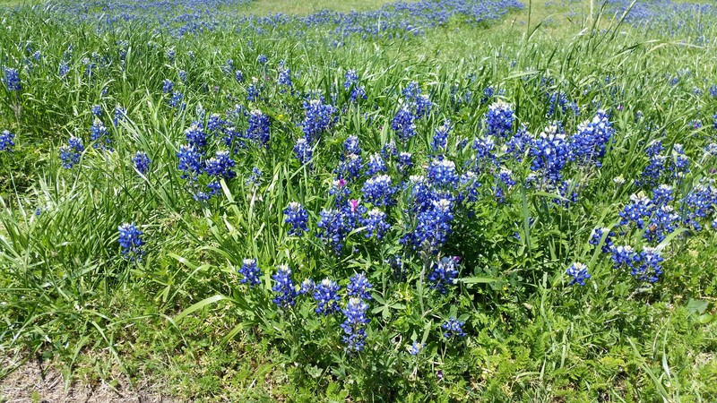 A Patch Of My Favorite Texas Flowers, The Bluebonnet, Grows Nearby