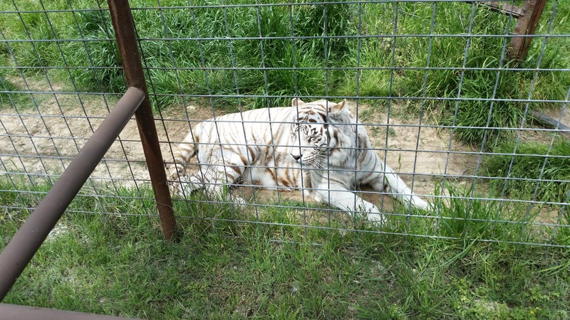 White Tiger – Inbreeding Has Caused Enormous Medical Problems In Most Of The Surviving Specimens And Most Captive Breeding Programs Have Been Discontinued