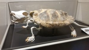 Turtles Make Interesting Skeletal Mounts