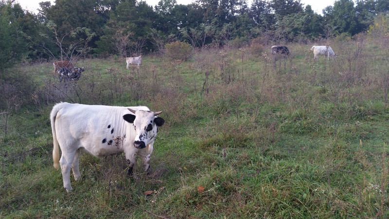 One Of These Gals Was Expecting A Calf Any Day, Thus The Drive To The “Back Forty” – No Baby, Just Yet