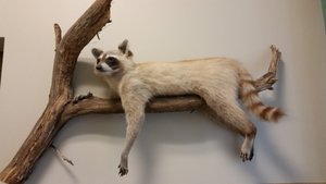 A Resting Bandit – The Mischievous Raccoon